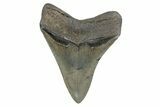Fossil Megalodon Tooth - North Carolina #378080-2